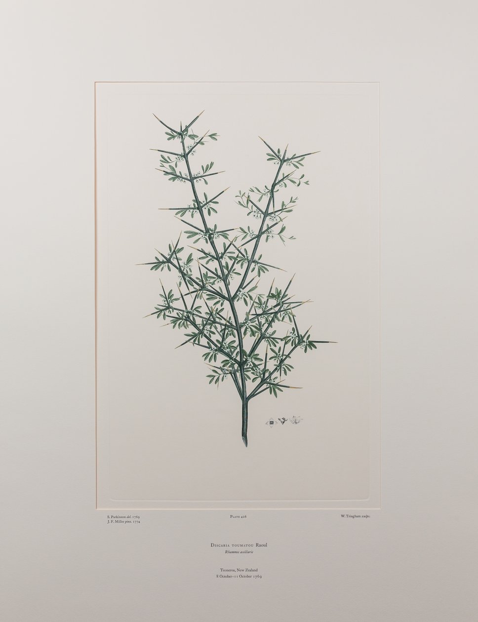 Discaria toumatou (Rhamnaceae) - Placa 426, Banks