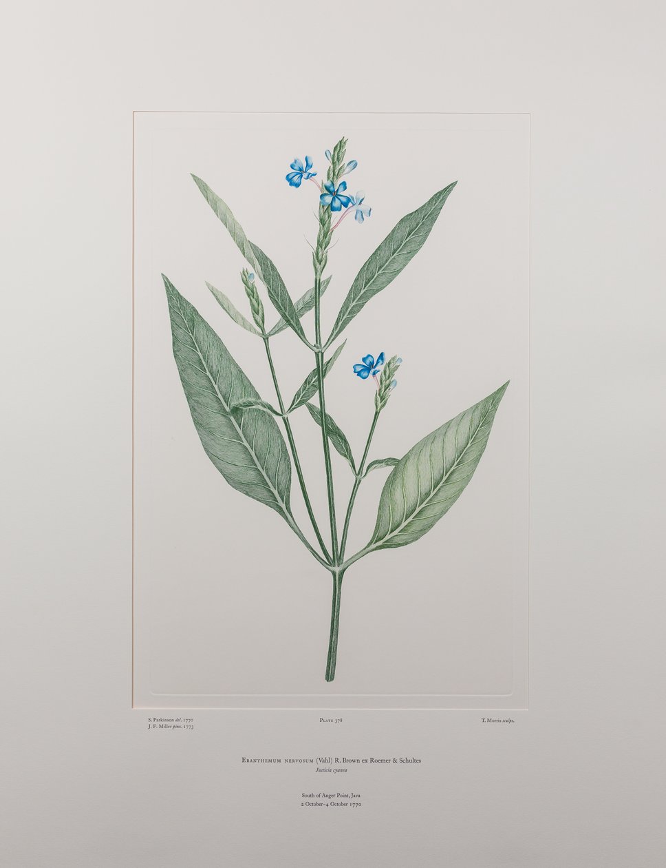 Eranthemum nervosa (Acanthaceae) - Placa 378, Banks