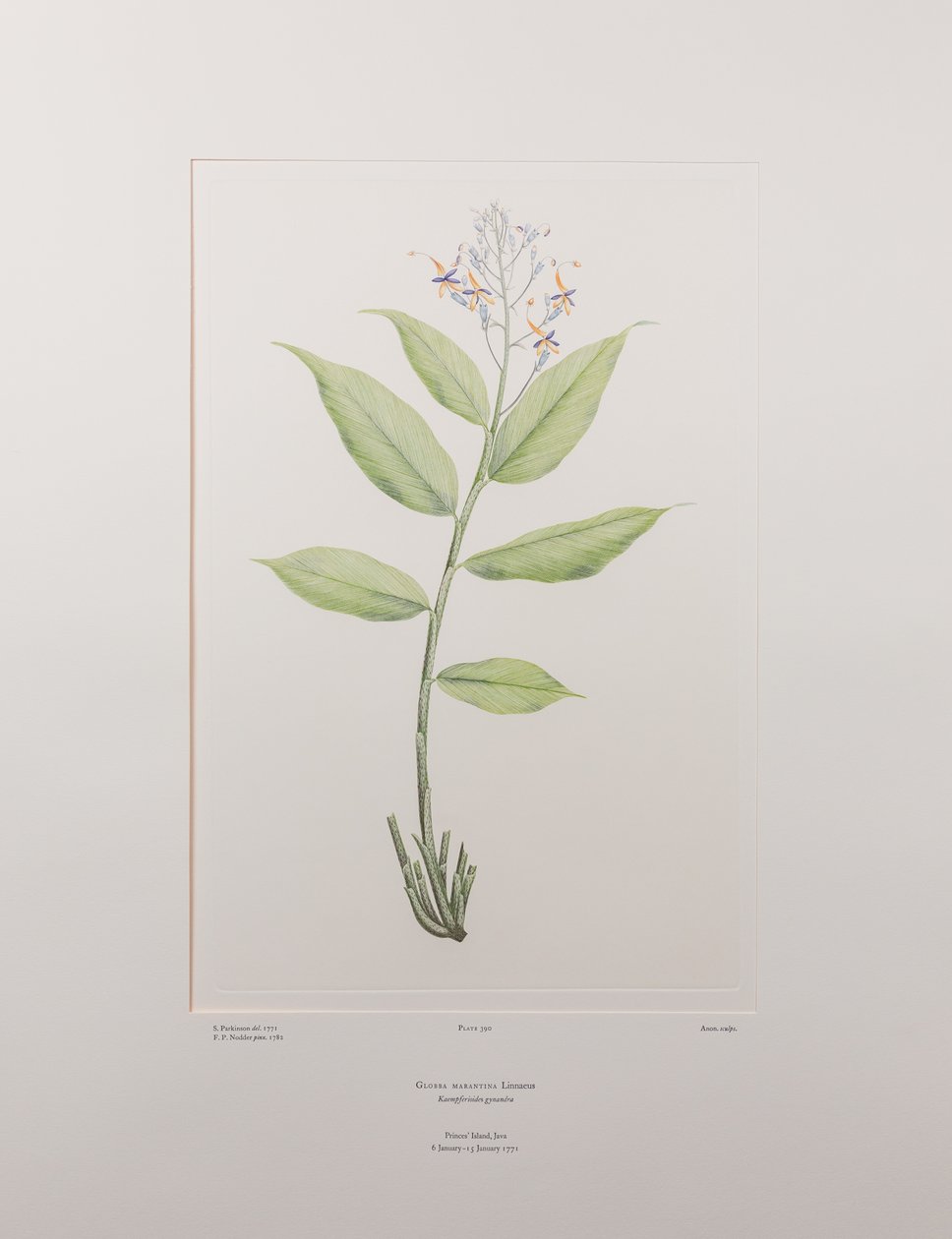 Globba marantina (Zingiberaceae) - Placa 390, Banks