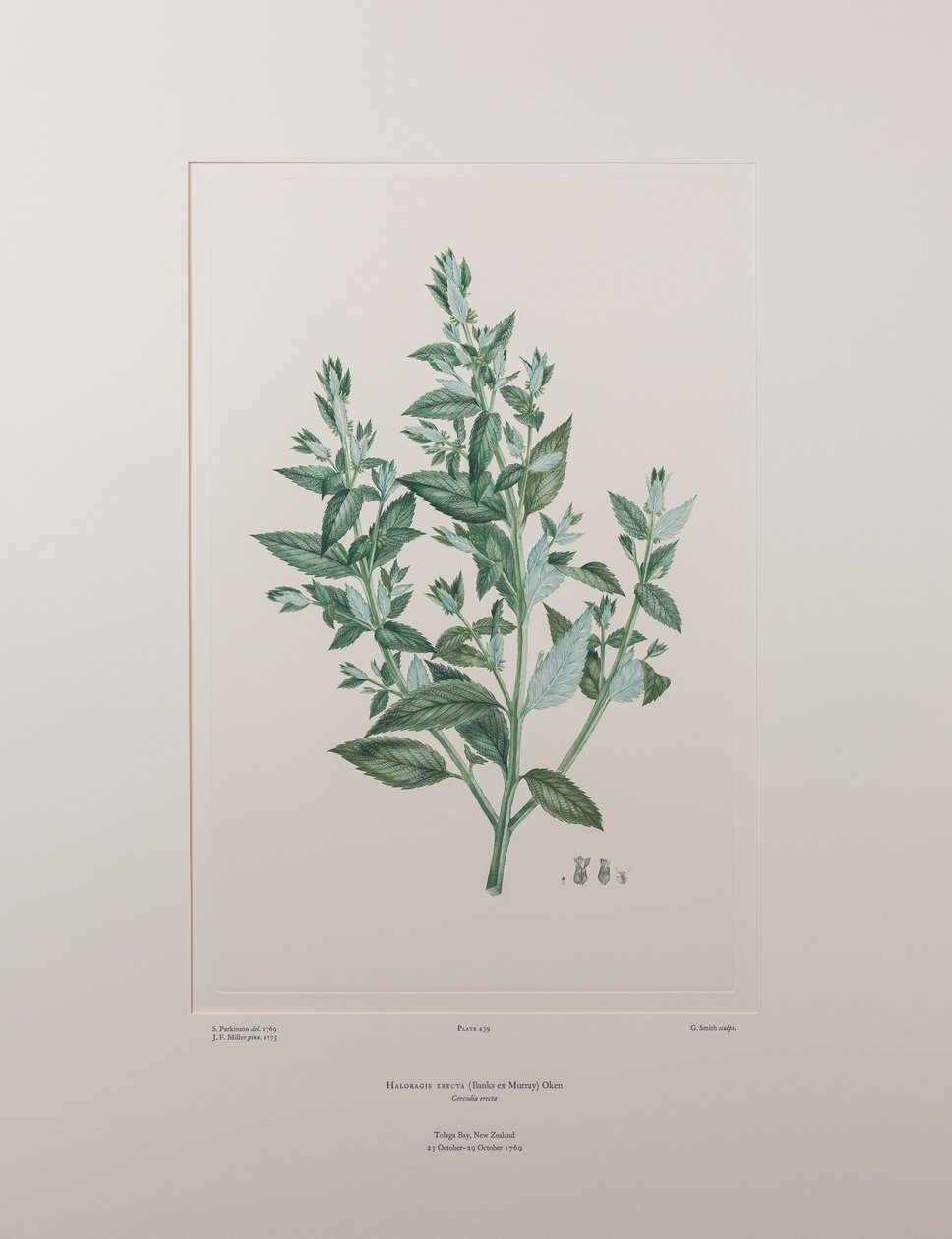 Haloragis erecta (Haloragidaceae) - Placa 439, Banks