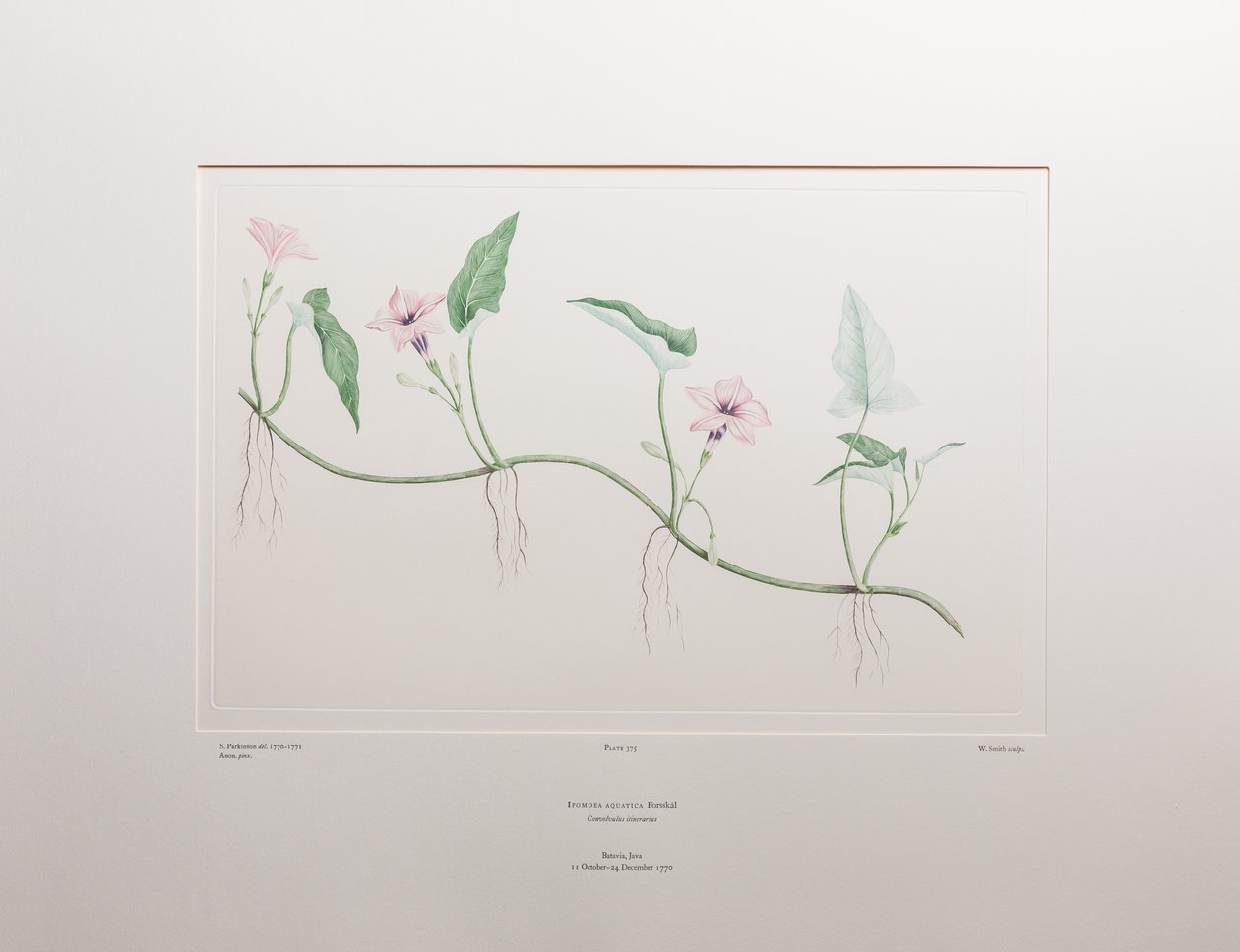 Ipomoea aquatica (Convolvulaceae) - Placa 375, Banks