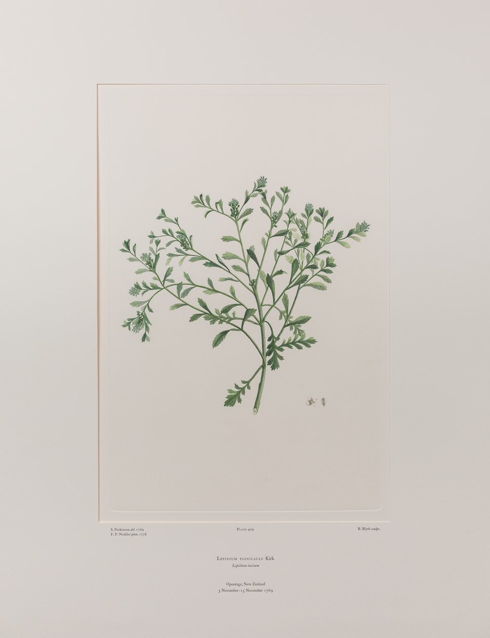 Lepidium flexicaule (Cruciferae) - Placa 409, Banks