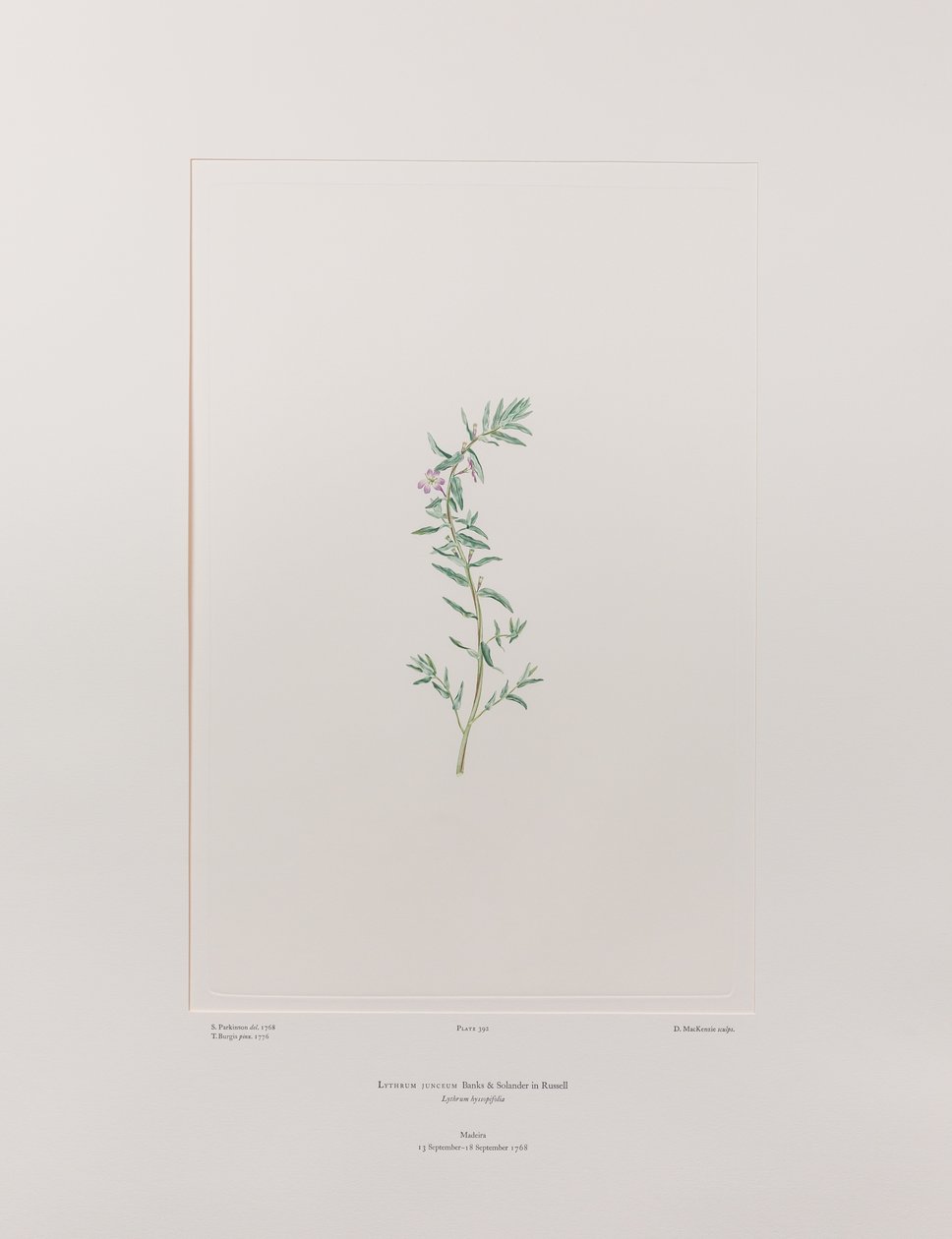 Lythrum junceum (Lythraceae) - Placa 392, Banks