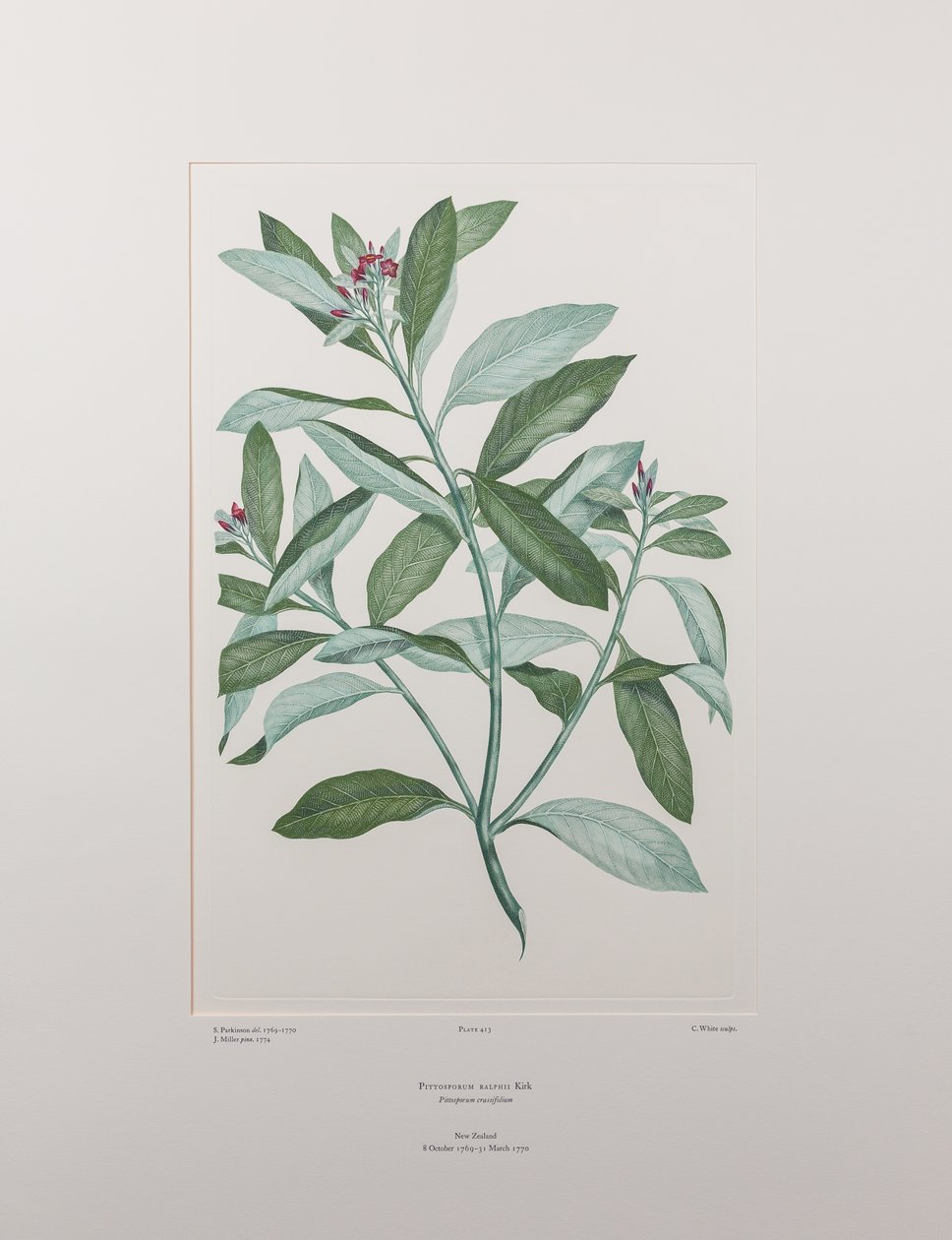 Pittosporum ralphii (Pittosporaceae) - Placa 413, Banks
