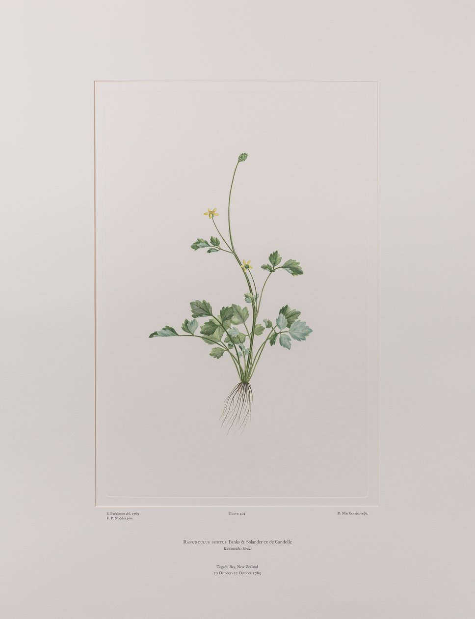 Ranunculus hirtus (Ranunculaceae) - Placa 404, Banks