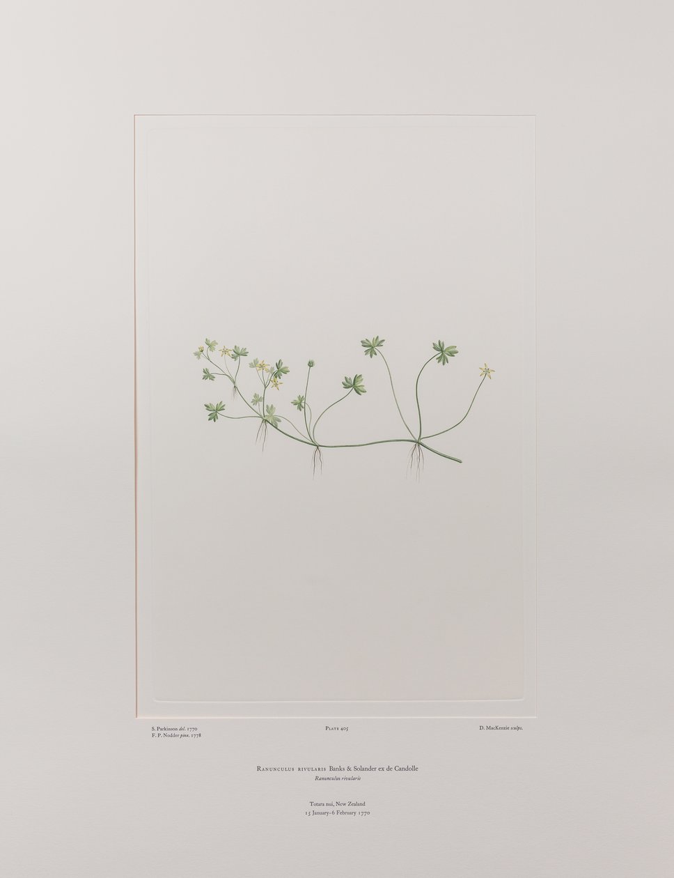 Ranunculus rivularis (Ranunculaceae) - Placa 405, Banks