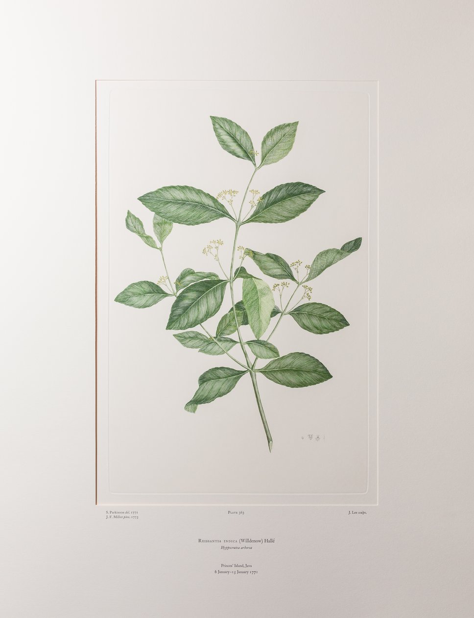 Reissantia indica (Celastraceae) - Placa 363, Banks