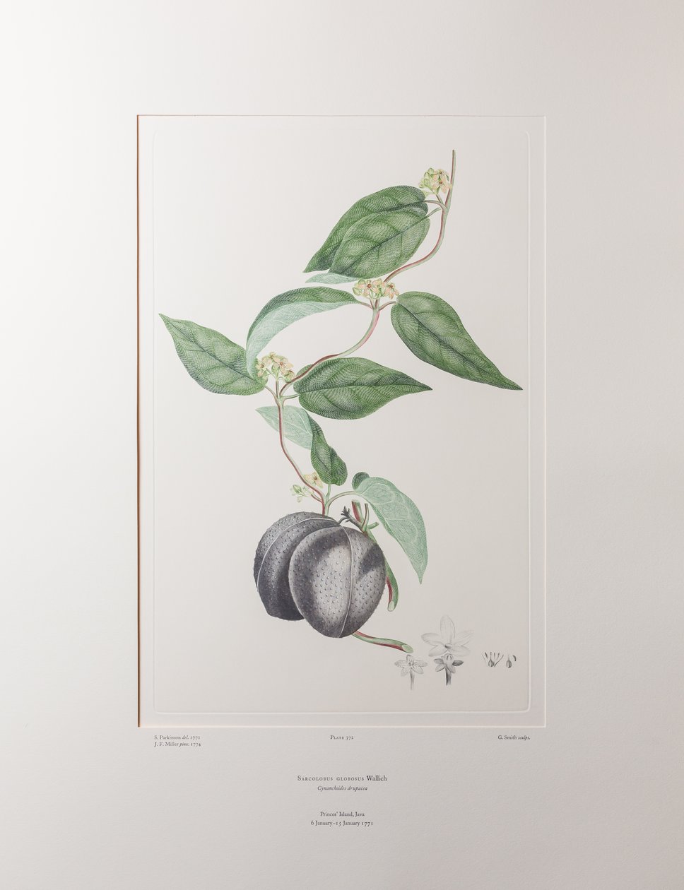 Sarcolobus globosus subsp. globosus (Asclepiadaceae) - Placa 372, Banks