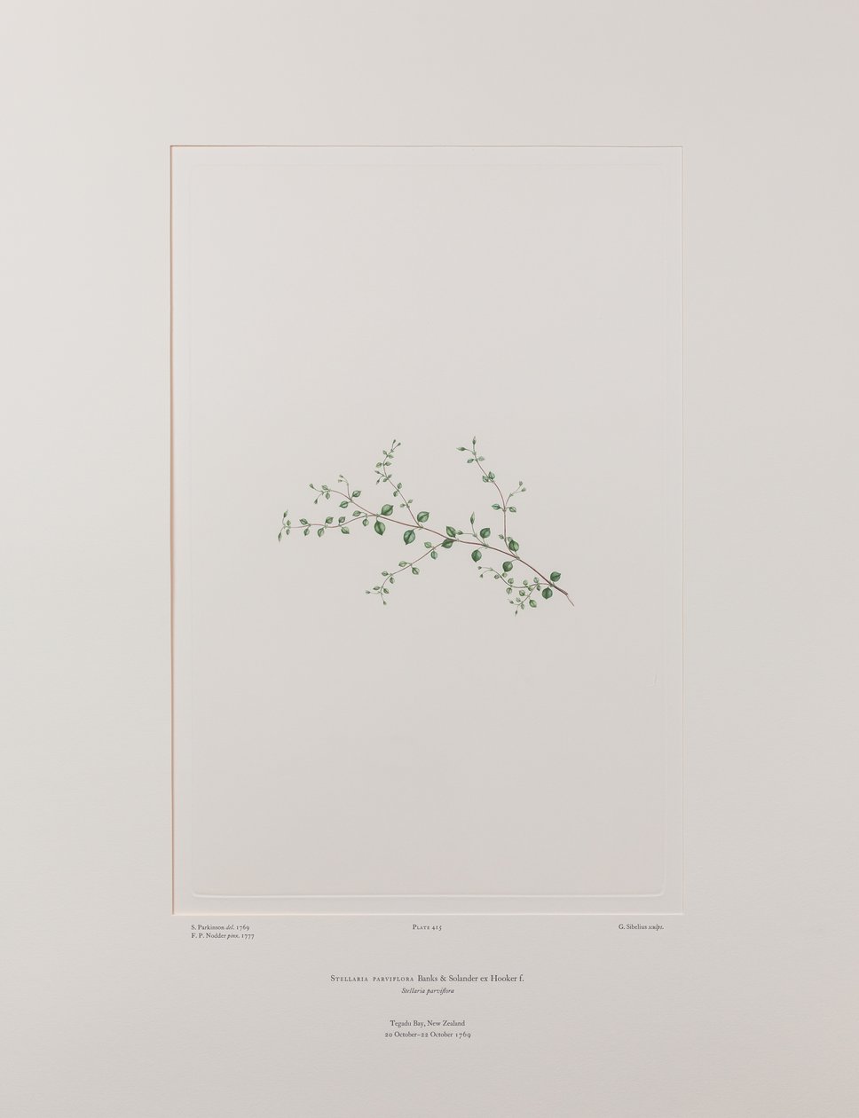 Stellaria parviflora (Caryophyllaceae) - Placa 415, Banks