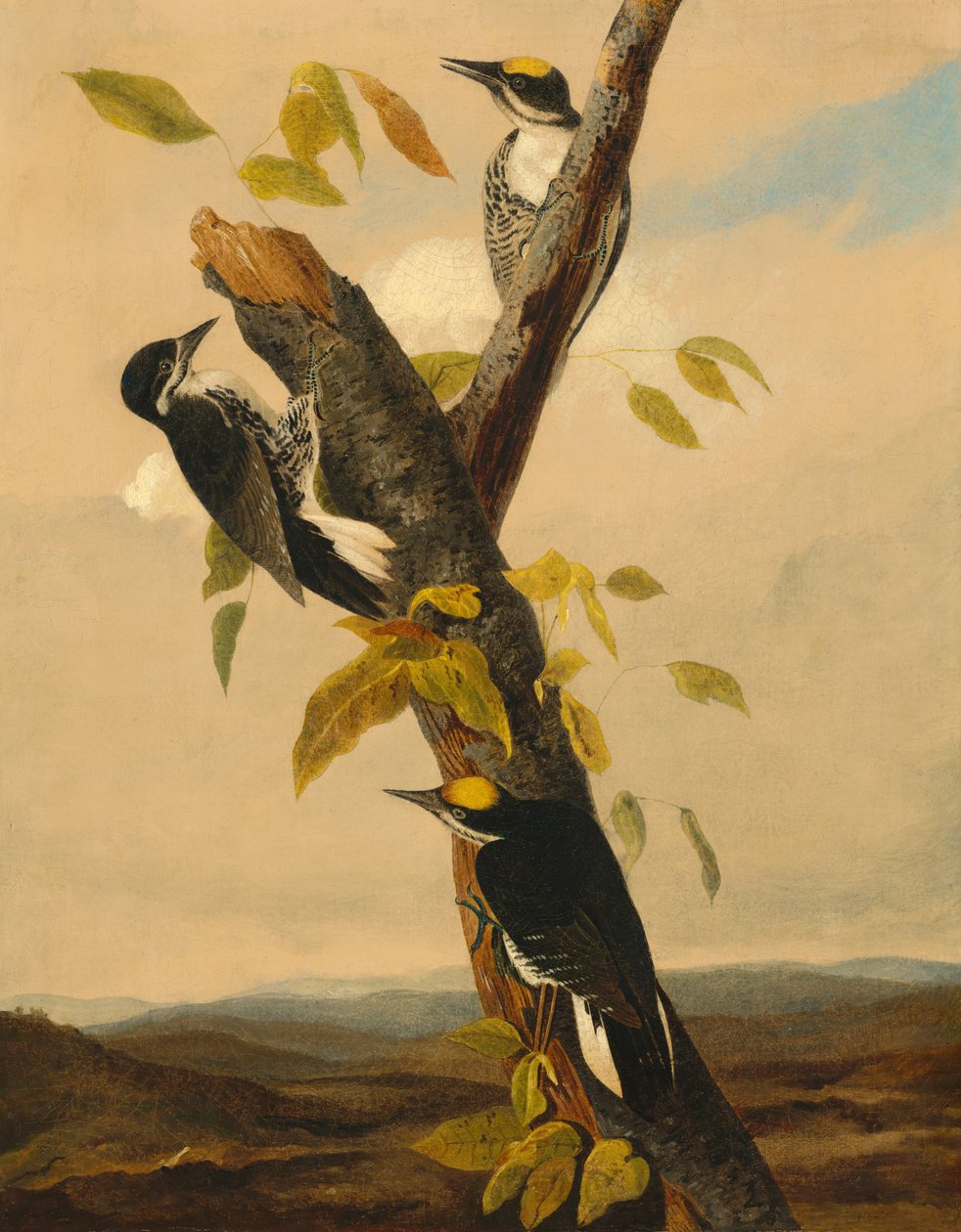 Pica-pau de três dedos preto, 18311833. de Joseph Bartholomew Kidd