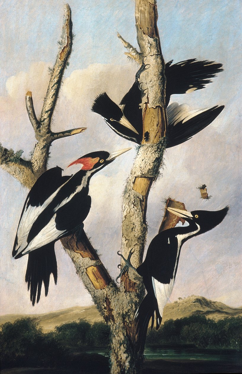 Pica-paus-de-bico-marfim, c.1830-31 de Joseph Bartholomew Kidd
