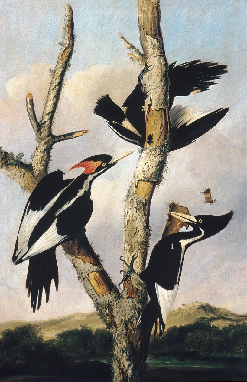 Pica-pau-de-bico-marfim, ca. 1830-31. de Joseph Bartholomew Kidd