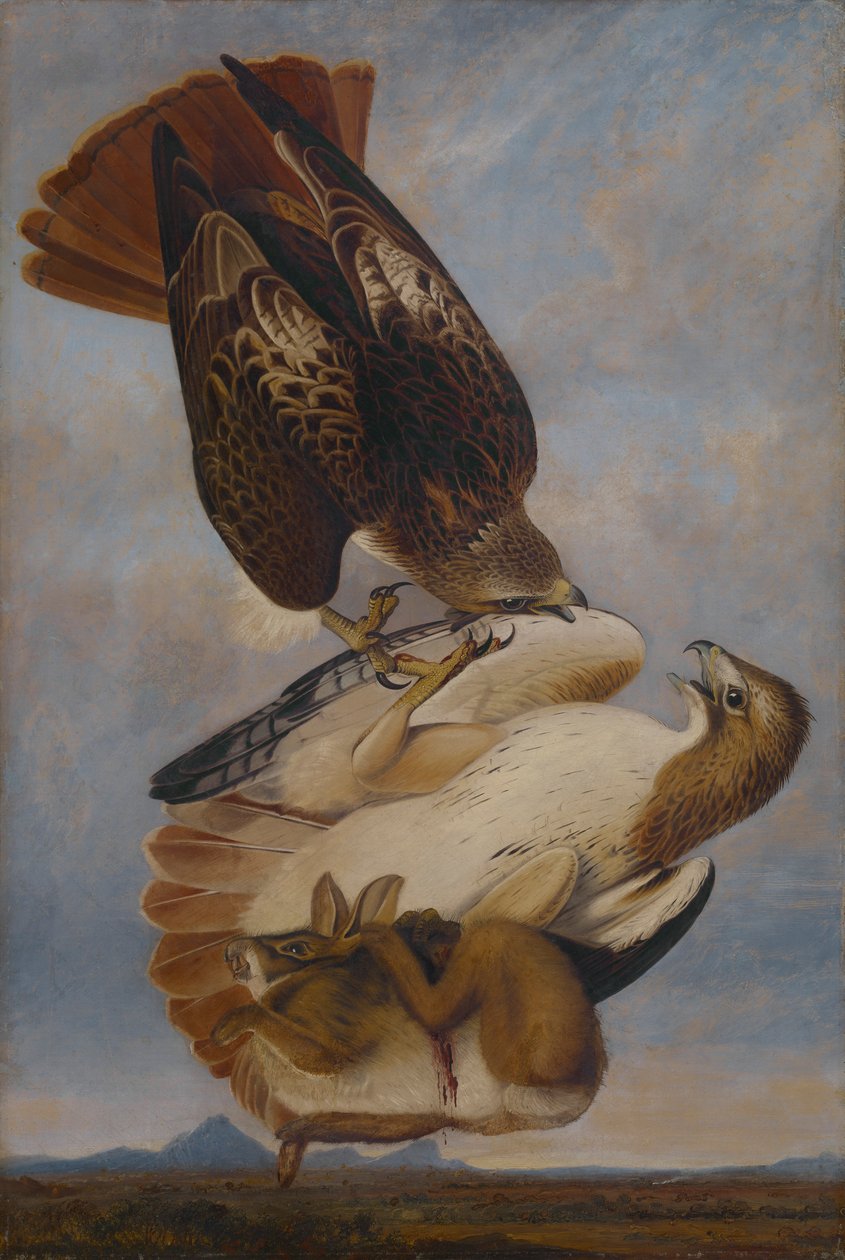Falcão de cauda vermelha de Joseph Bartholomew Kidd