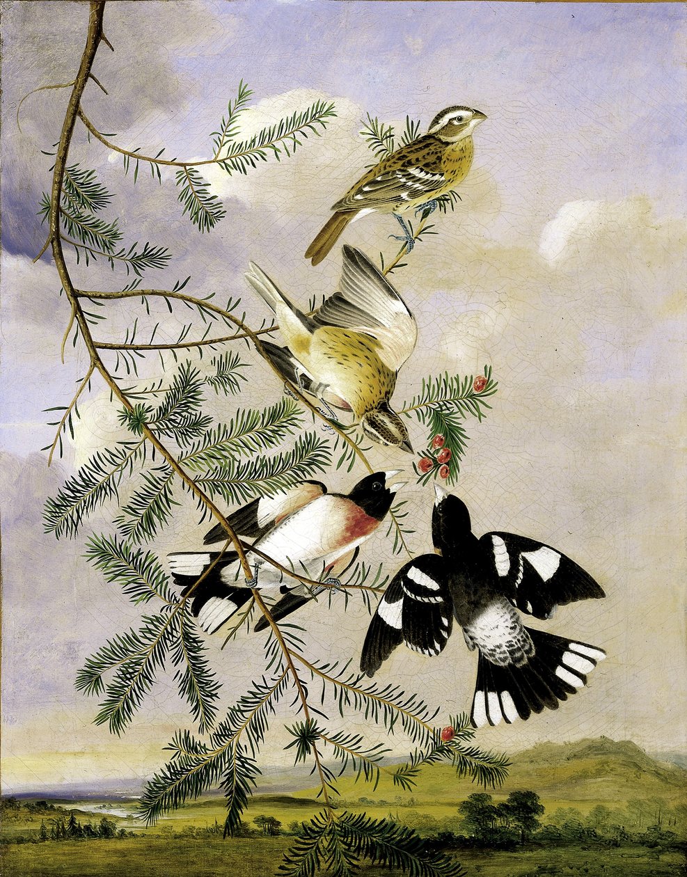 Bico-grossudo-de-peito-rosa de Joseph Bartholomew Kidd