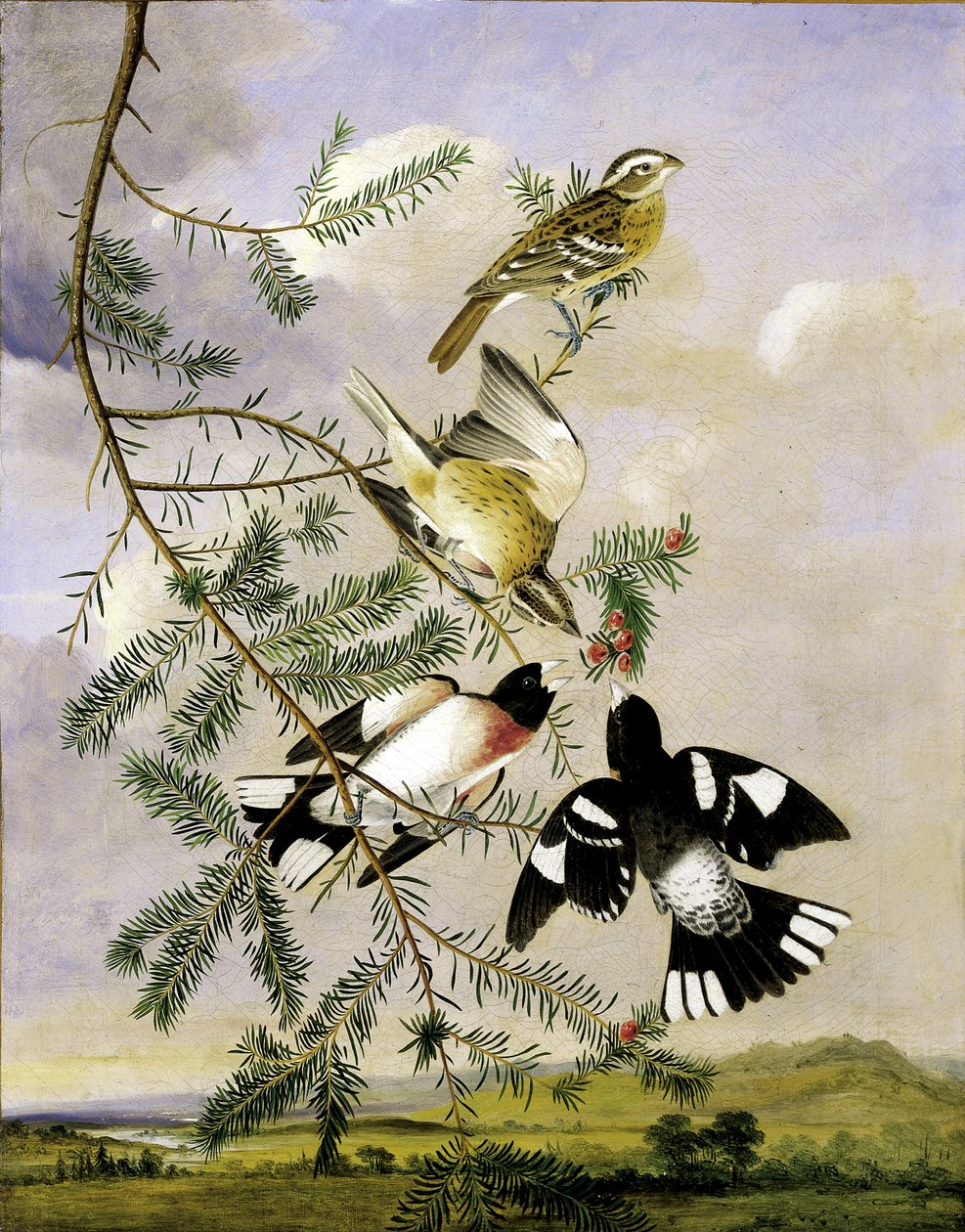 Grosbeak Rosa-Breasted, meados do século XIX. de Joseph Bartholomew Kidd
