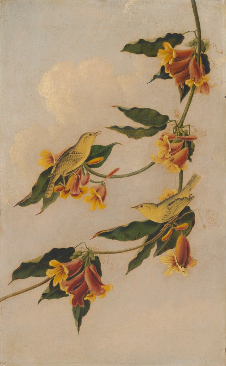 Yellow Warbler, 1830-1833. de Joseph Bartholomew Kidd