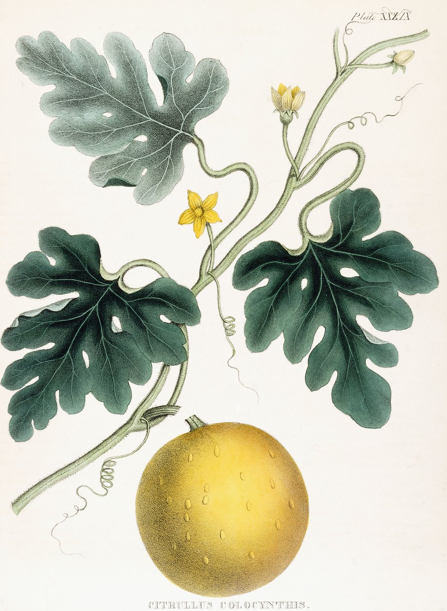 Colocynth, de "Ilustrações de Botânica Médica: Consistindo em figuras coloridas das plantas que fornecem os artigos importantes da Matéria Médica". JH Colen, 1847 de Joseph Carson