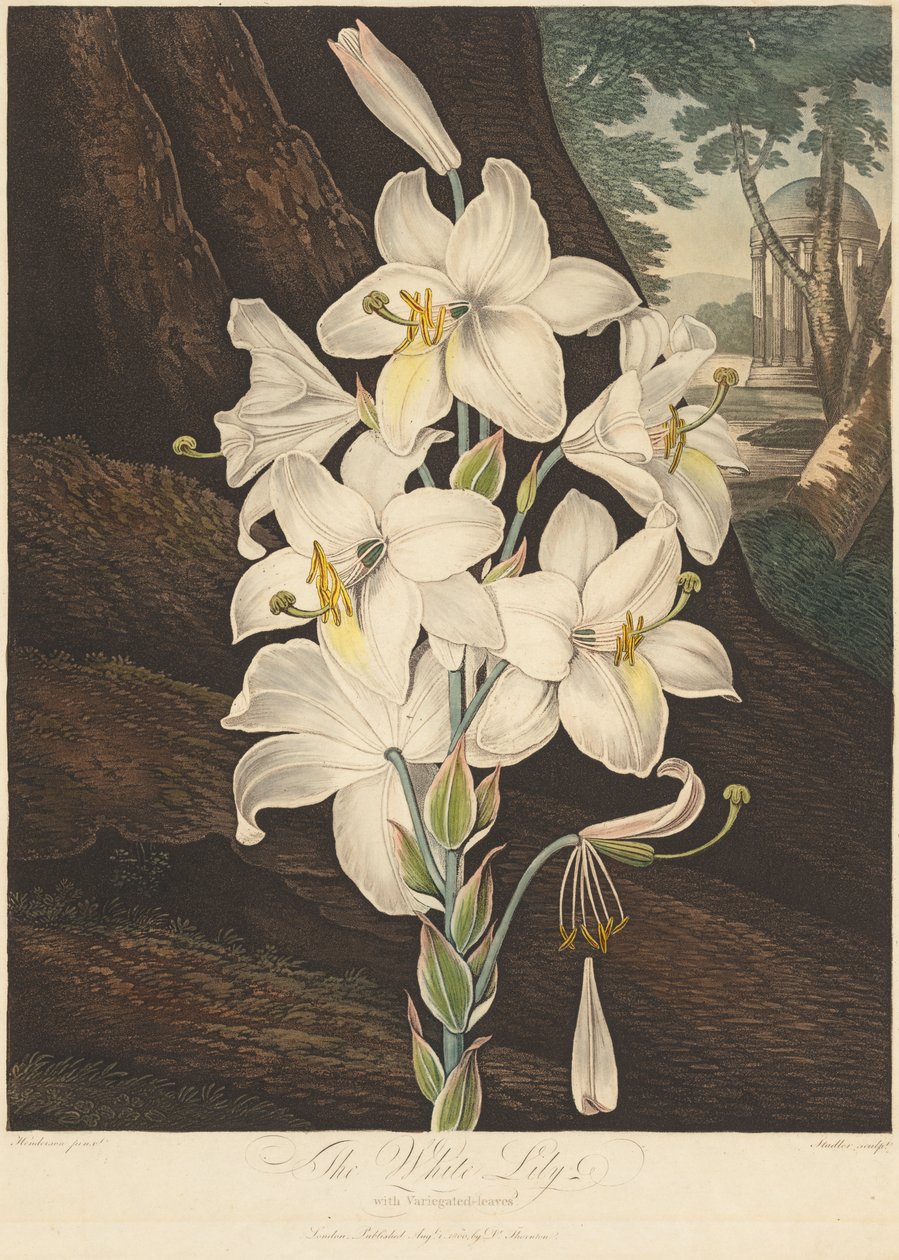 O Templo da Flora; ou Jardim da Natureza: Lírio Branco com Folhas Variegadas de Joseph Constantine Stadler