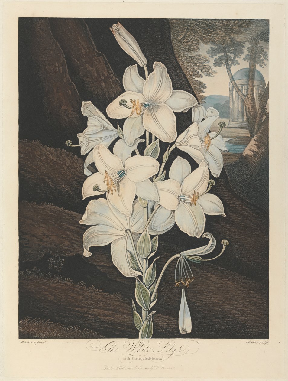 O Lírio Branco com Folhas Variegadas, 1800, de Robert John Thornton, o 