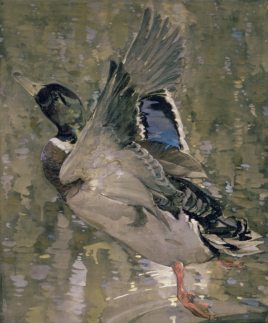 Mallard Rising (wc no papel) de Joseph Crawhall