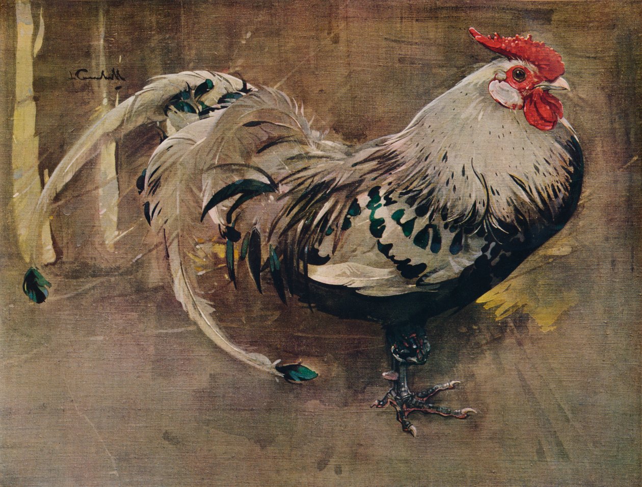 O Galo Spangled, 1903 1935 de Joseph Crawhall