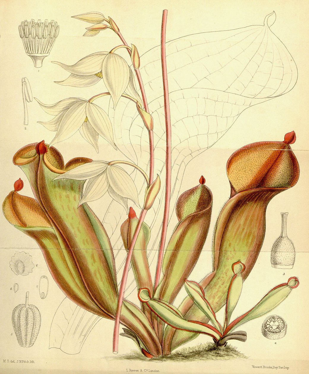 probabilidades Heliampliora. 1890 de Joseph Dalton Hooker