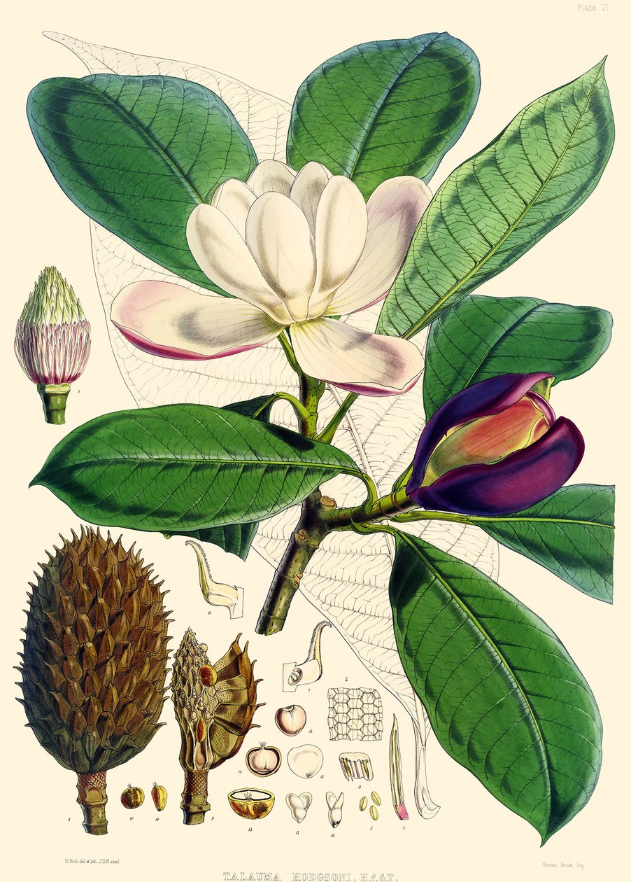 Magnólia hodgsonii, 1855 de Joseph Dalton Hooker