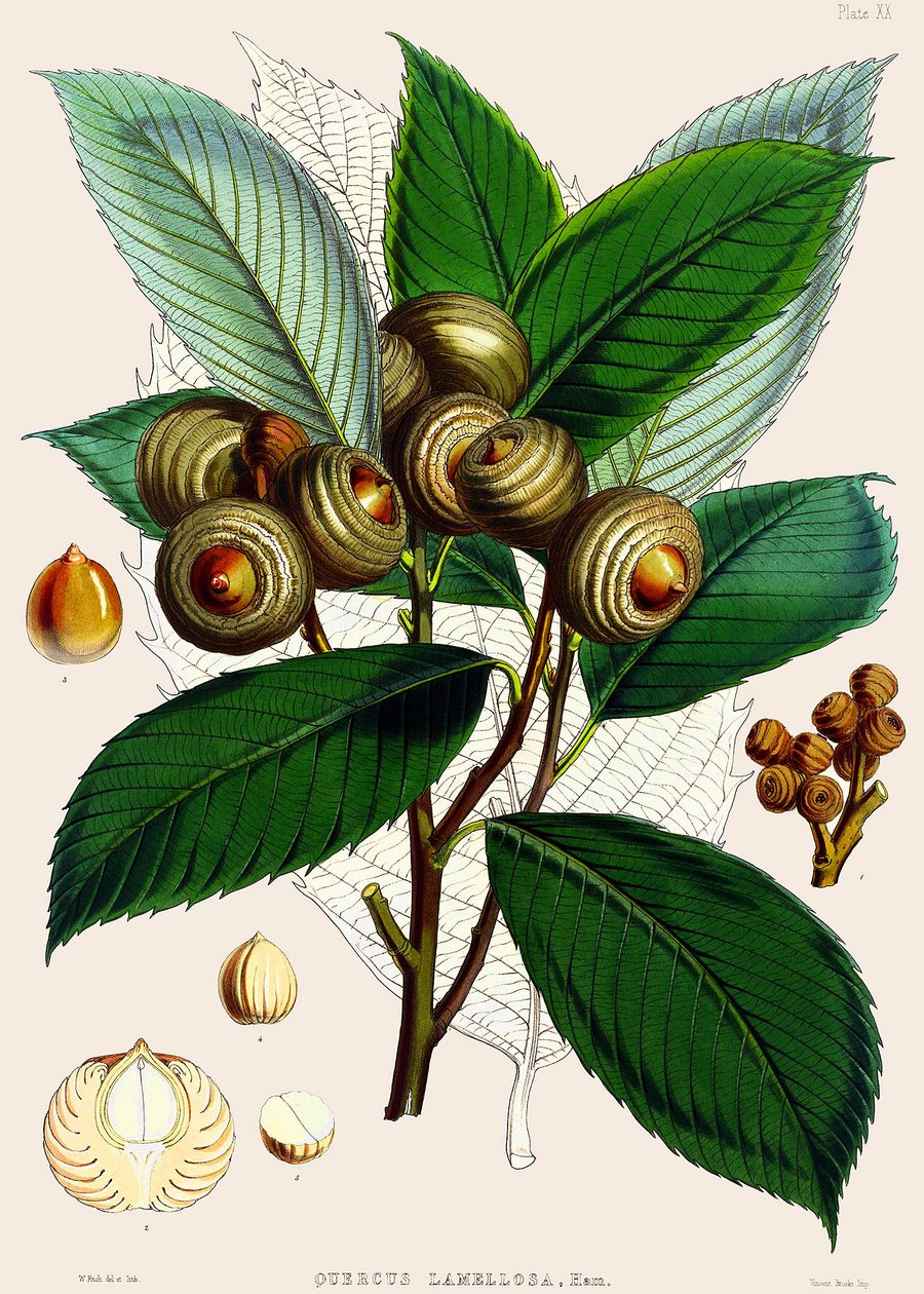 Quercus lamellosa, 1890 de Joseph Dalton Hooker