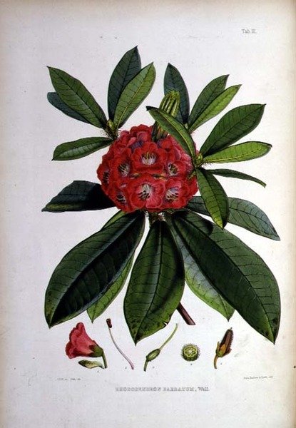 Rododendro, Barbato, litografia de Walter Hood Fitch de Joseph Dalton Hooker