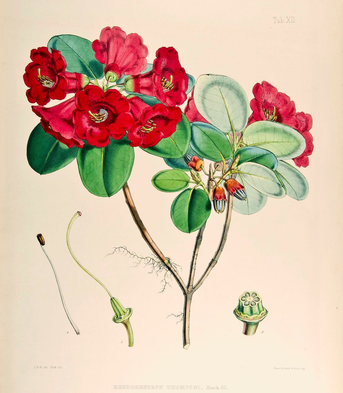 Rododendro thomsonii, 1895 de Joseph Dalton Hooker