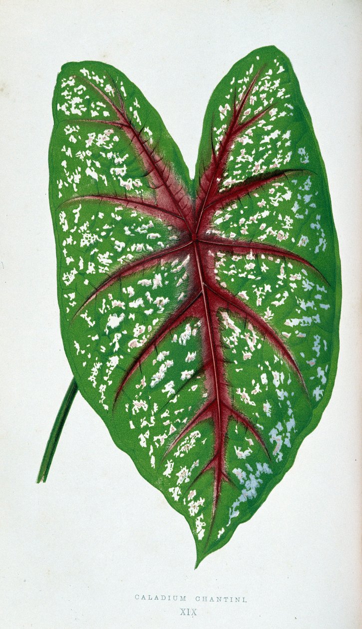 Folha de Chantini Caladium. Tabuleiro botânico em “” Plantas com folhagens coloridas. de Joseph Edward and Howard W Lowe
