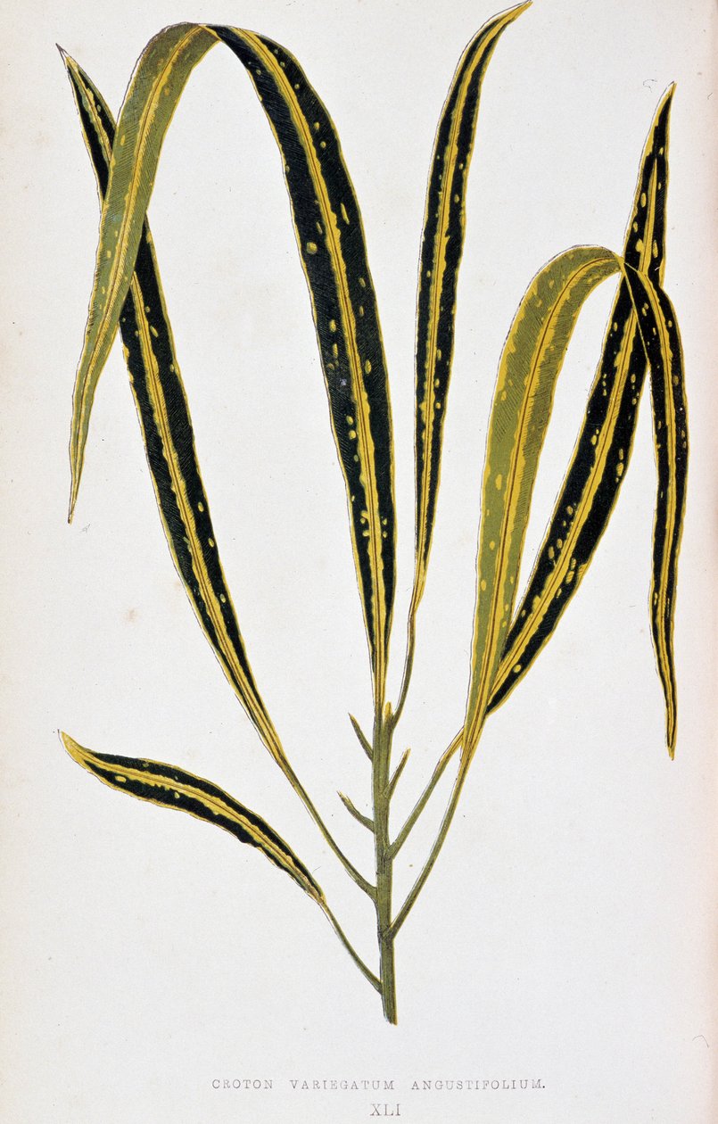 Croton folha variegatum angustifolium. Tabuleiro botânico em “” Plantas com folhagens coloridas. Coleção das espécies mais notáveis usadas para decorar jardins, estufas e apartamentos, por Edward Joseph Lowe e W. Howard, membros da London Horticultur de Joseph Edward and Howard W Lowe