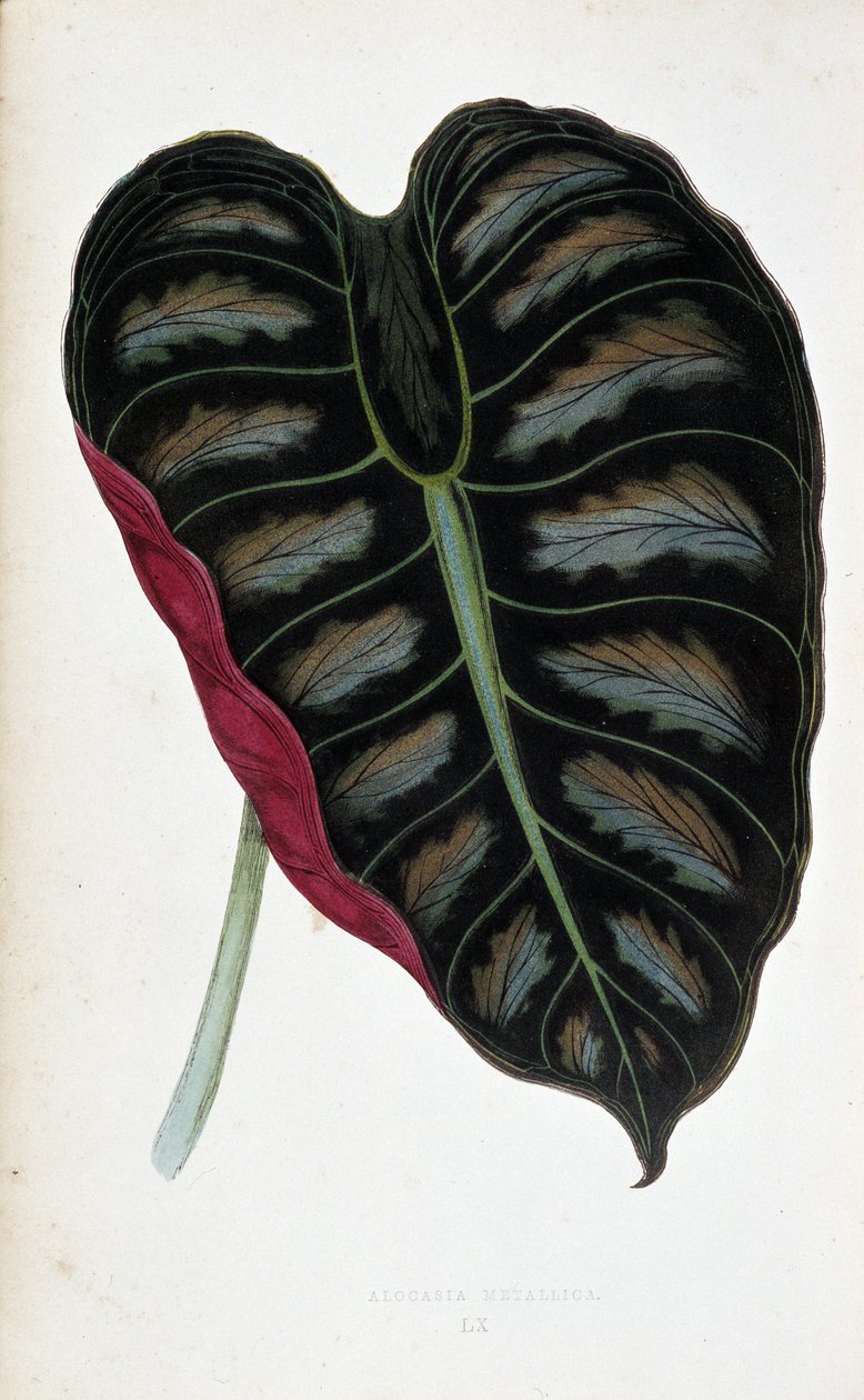 Folha de Alocasia metallica. Tábua botânica em "Plantas com folhagem colorida. Colecção das espécies mais notáveis utilizadas para decorar jardins, estufas e apartamentos, por Edward Joseph Lowe e W. Howard, membros da Sociedade de Horticultura de Londres. de Joseph Edward and Howard W Lowe
