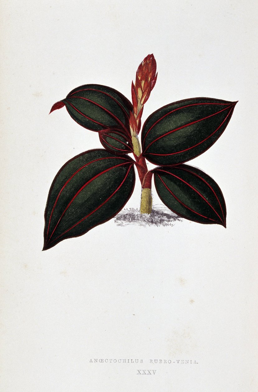 Folha de Anoectochilus Rubro Venia. de Joseph Edward and Howard W Lowe
