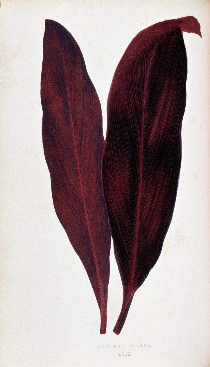 Folha de Dracaena ferrea em "Plantas com folhagem colorida. Colecção das espécies mais notáveis utilizadas para decorar jardins, estufas e apartamentos, por Edward Joseph Lowe e W. Howard, membros da Sociedade de Horticultura de Londres. Traduzido de Eng de Joseph Edward and Howard W Lowe