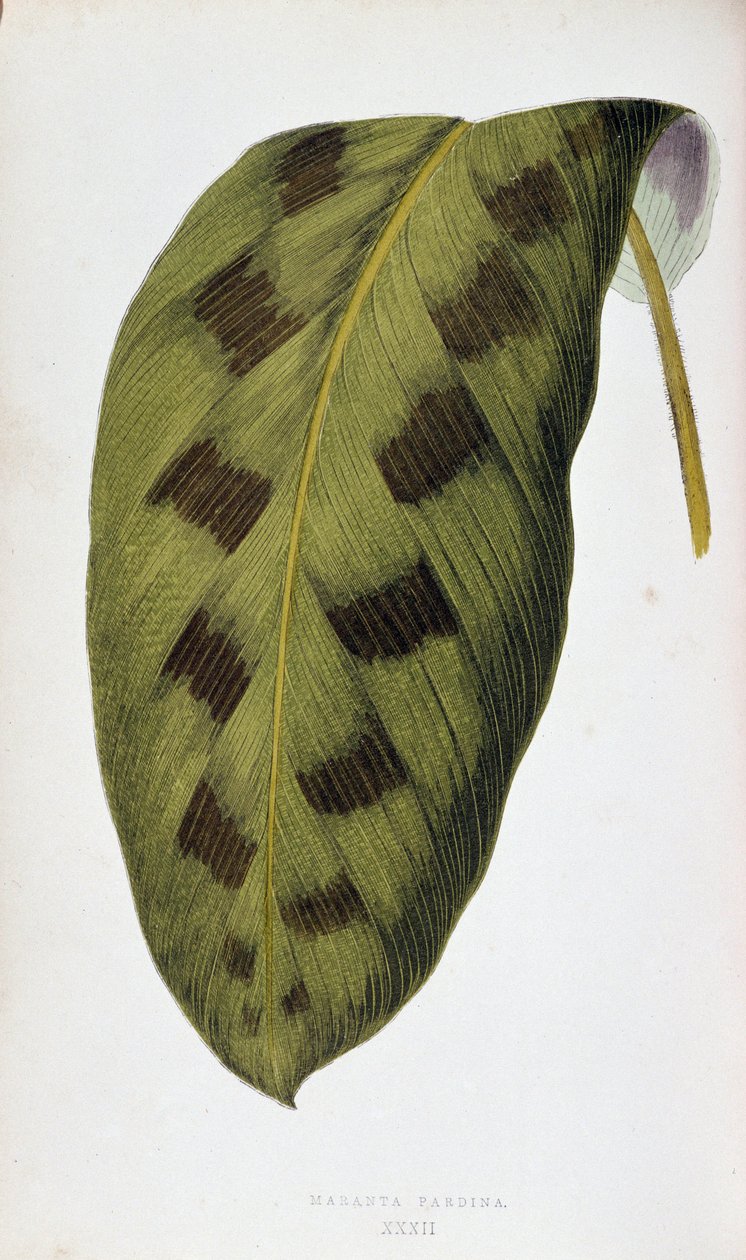 Folha de Maranta Pardina. Tabuleiro botânico em “” Plantas com folhagens coloridas. Coleção das espécies mais notáveis usadas para decorar jardins, estufas e apartamentos, por Edward Joseph Lowe e W. Howard, membros da Sociedade de Horticultura de Londres. de Joseph Edward and Howard W Lowe