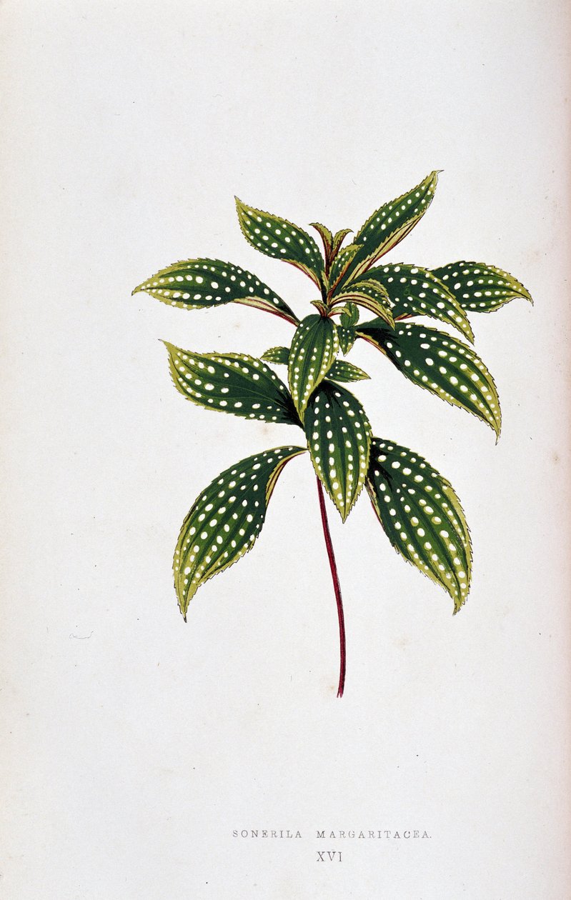 Folha de Sonerila margaritacea. Tabuleiro botânico em “” Plantas com folhagens coloridas. Coleção das espécies mais notáveis usadas para decorar jardins, estufas e apartamentos, por Edward Joseph Lowe e W. Howard, membros da London Horticulture Socie de Joseph Edward and Howard W Lowe