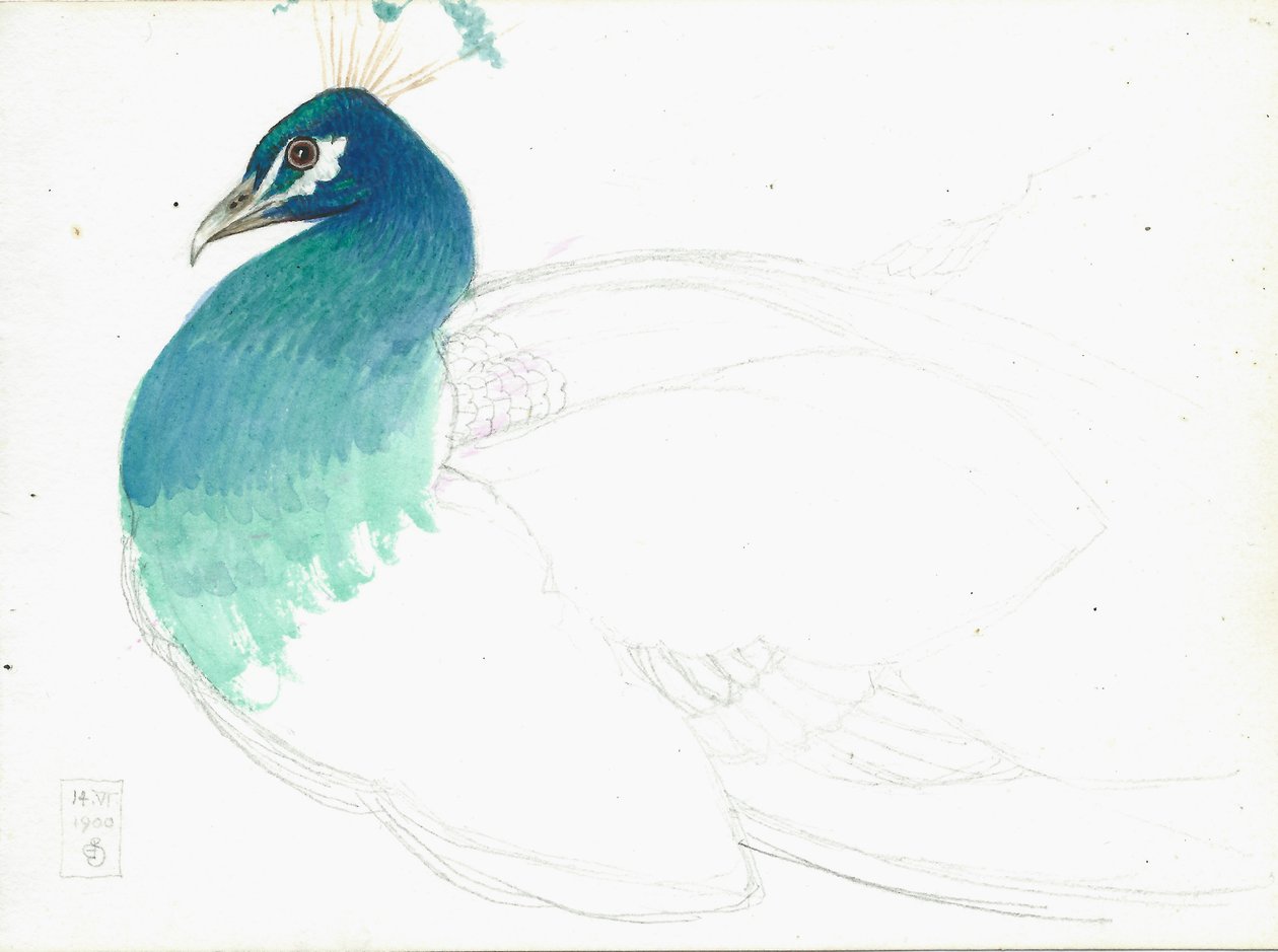 Pavão olhando para a esquerda, 14.VI.1900, 1900 (lápis, caneta e tinta e wc no papel) de Joseph Edward Southall