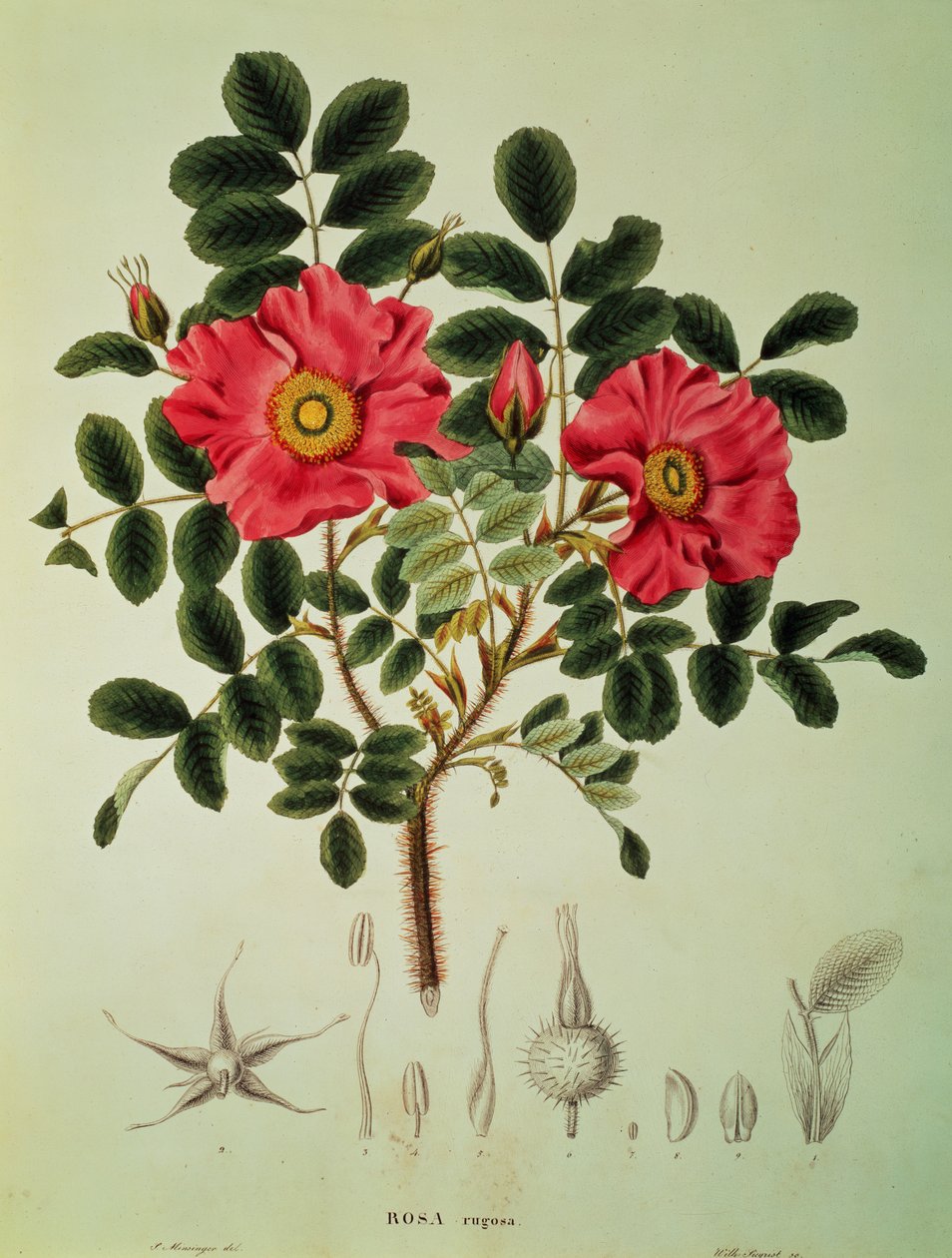 Rosa rugosa, de "Flora Japonica", Vol 1, de von Siebold e Zuccarini de Joseph Gerhard Zuccarini