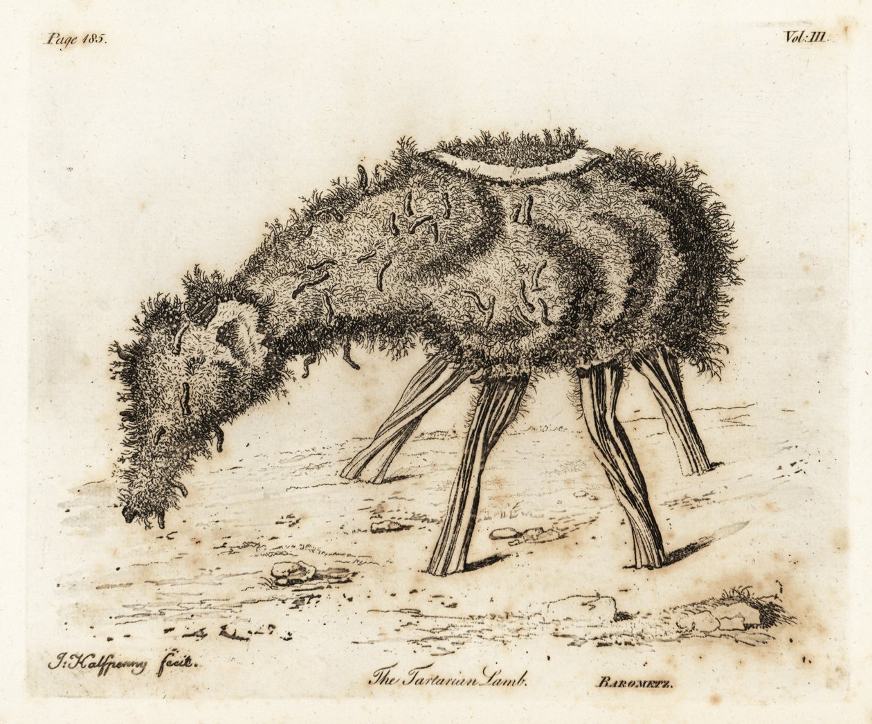O Cordeiro Vegetal da Tartária. de Joseph Halfpenny