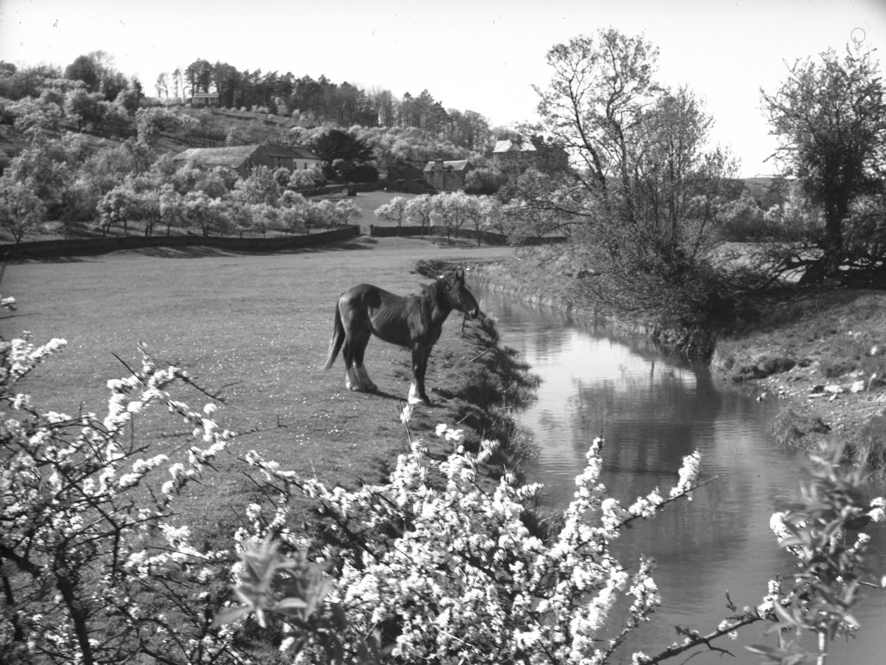 Flor em primeiro plano com cavalo junto a um riacho no campo de Joseph Hardman