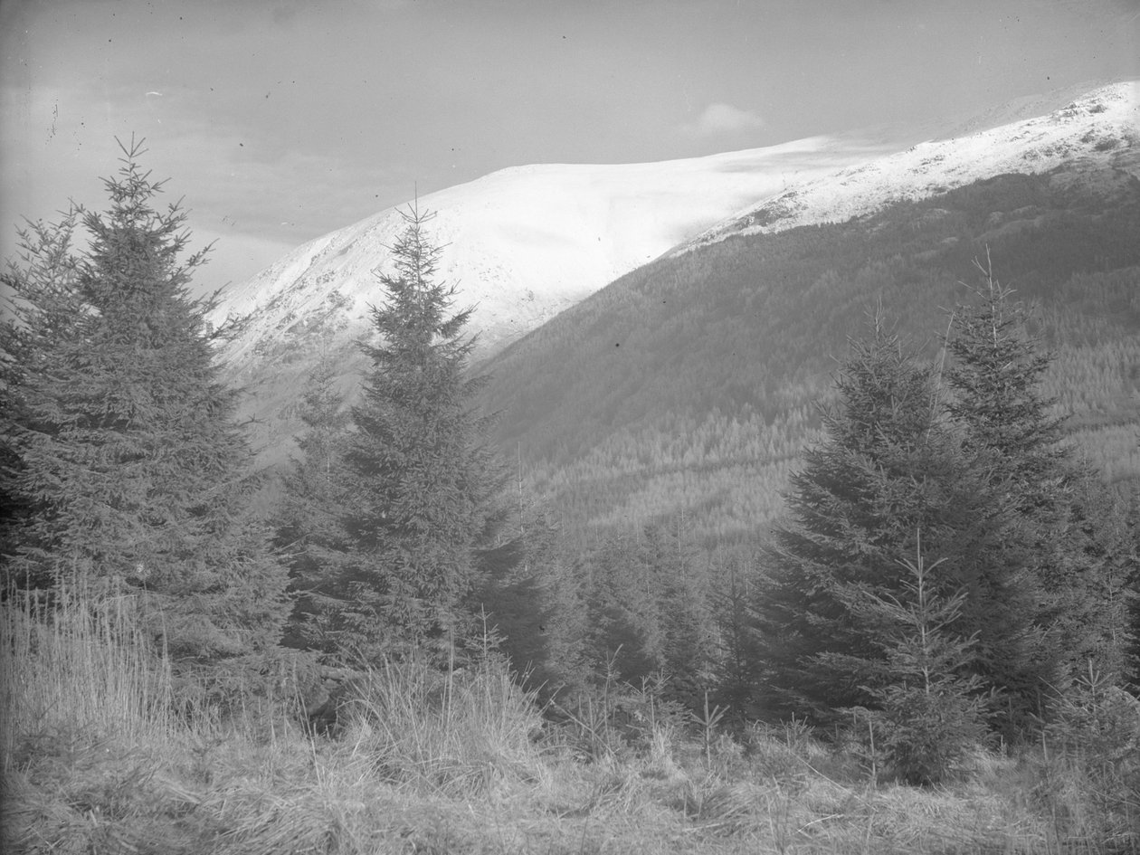 Árvores de Natal a crescer com os montes cobertos de neve atrás de Joseph Hardman