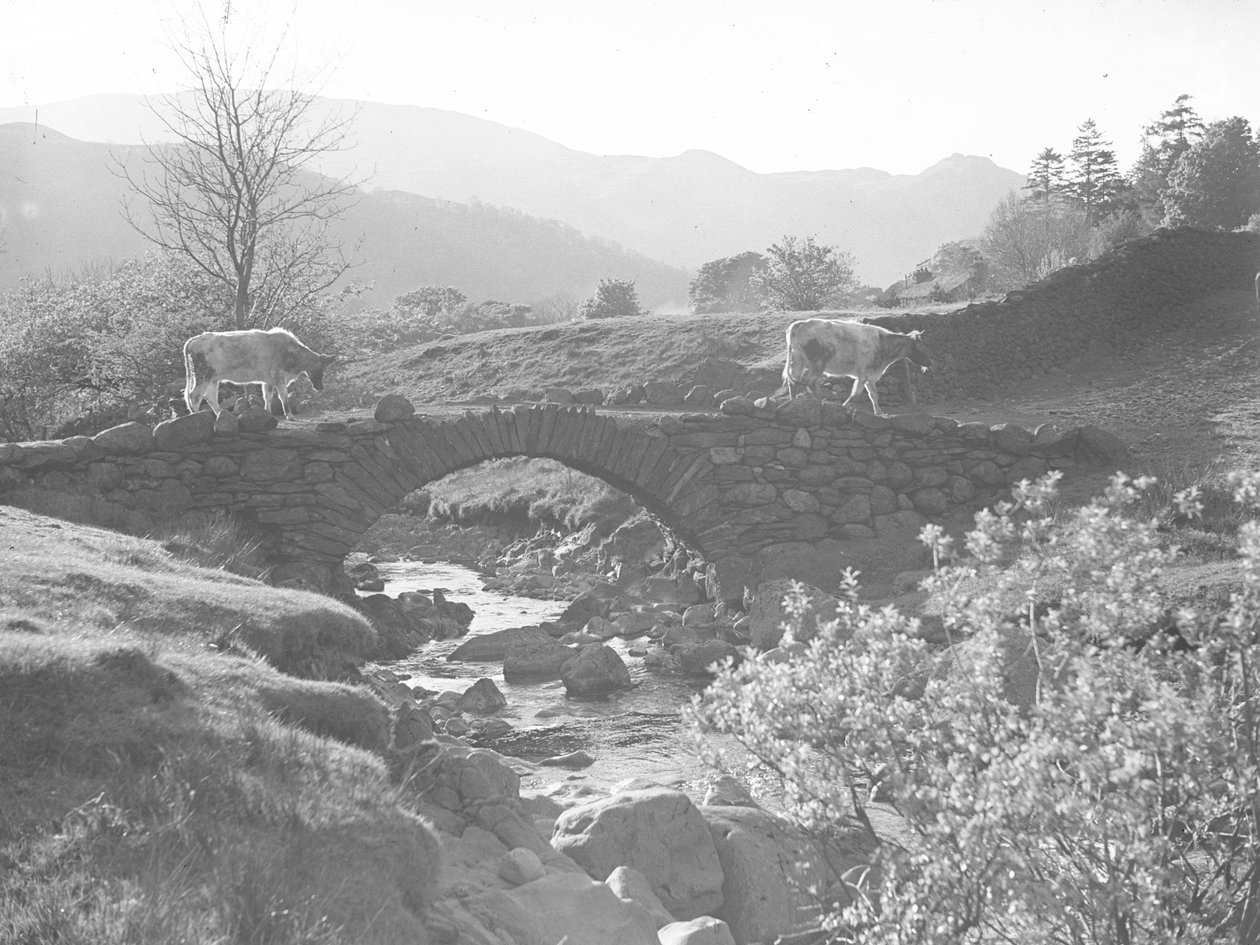 Vacas a caminhar sobre uma ponte de pedra com um riacho por baixo de Joseph Hardman