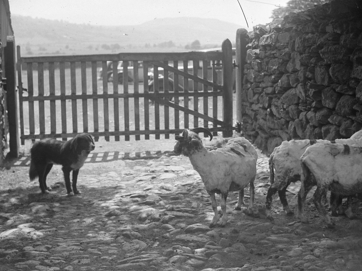 Cão a observar ovelhas tosquiadas de Joseph Hardman