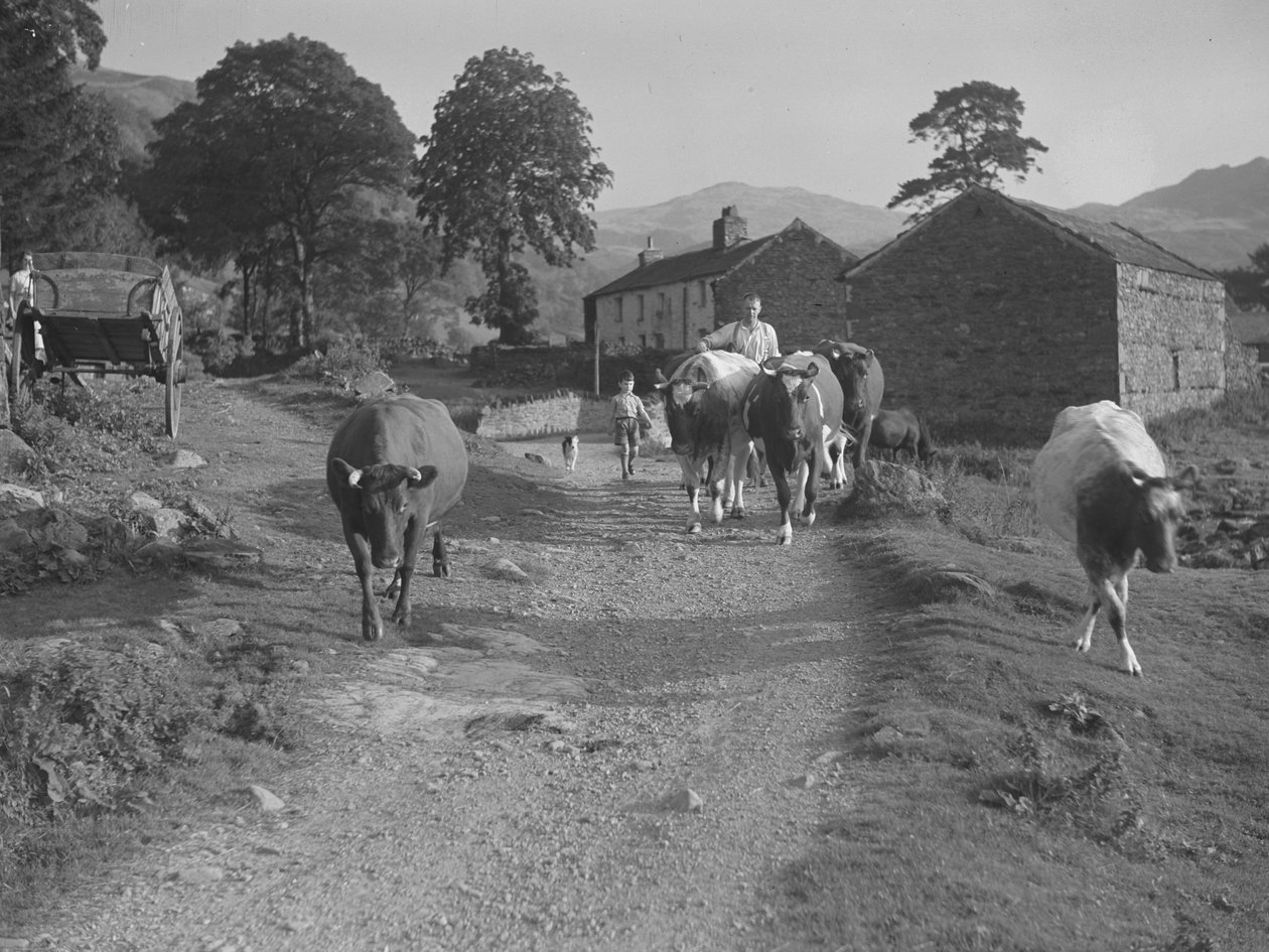 Conduzir vacas por uma estrada de Joseph Hardman