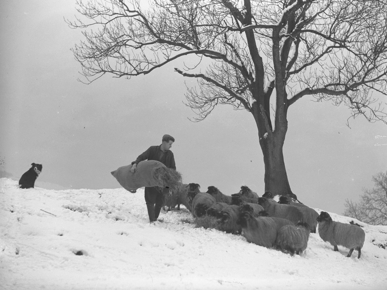 Agricultor a carregar um saco de feno para alimentar um rebanho de ovelhas de Joseph Hardman