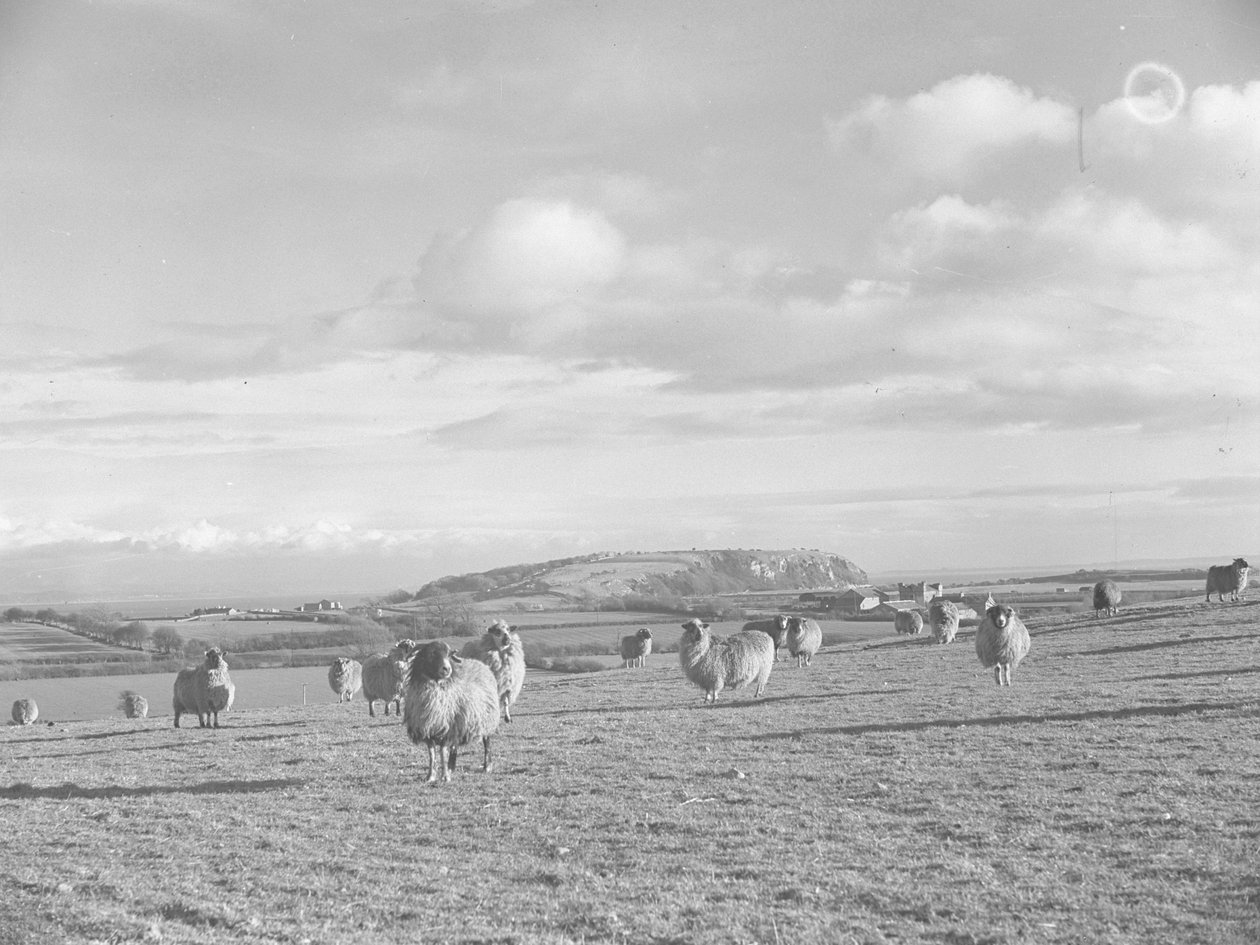 Rebanho de ovelhas no campo a pastar perto de Humphrey Head de Joseph Hardman