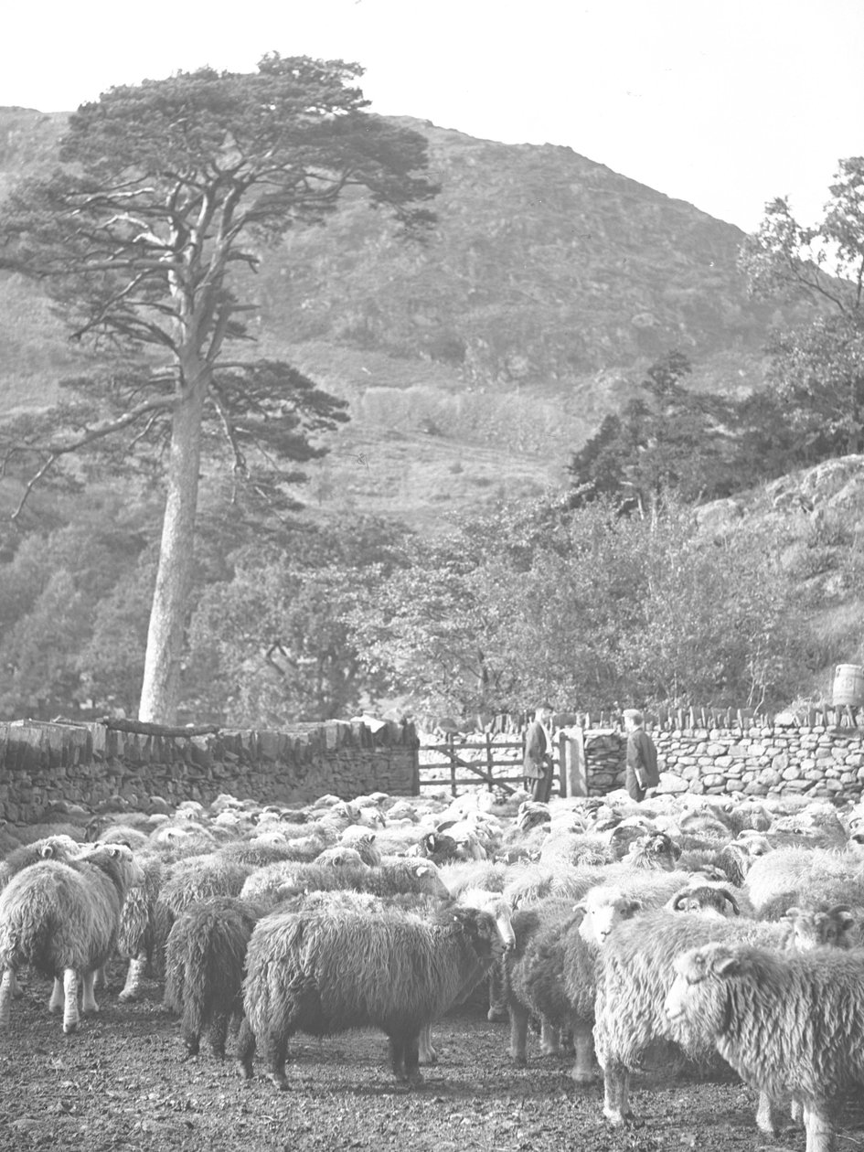 Rebanho de ovelhas em primeiro plano de Joseph Hardman