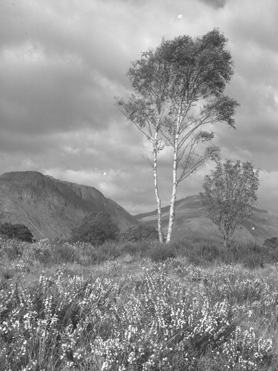 Flores e árvores em frente aos cumes de Joseph Hardman