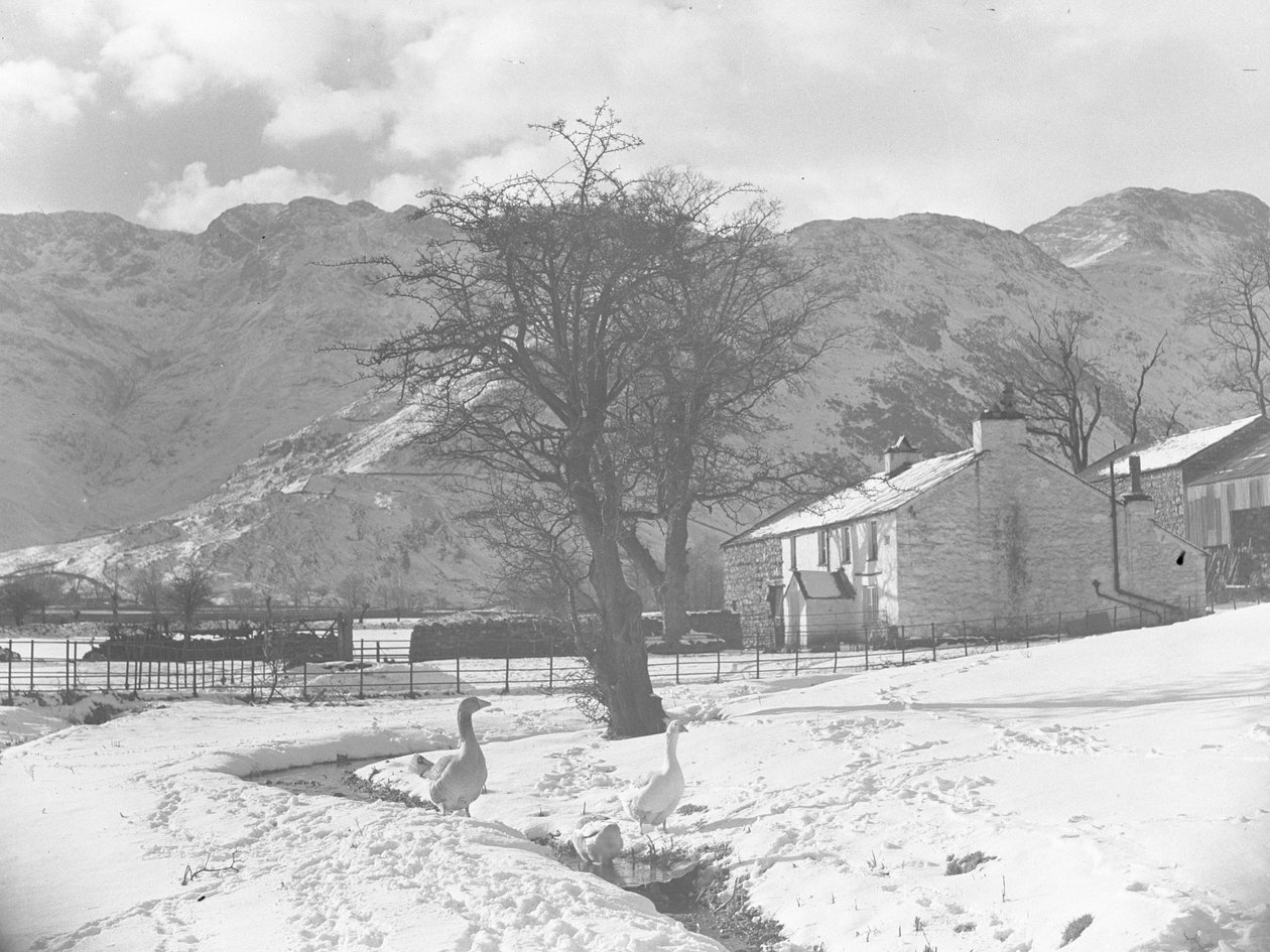 Gansos em primeiro plano, junto a um pequeno riacho, com o chão coberto de neve à volta e edifícios ao fundo de Joseph Hardman
